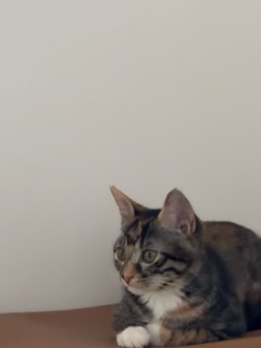 Cat 2